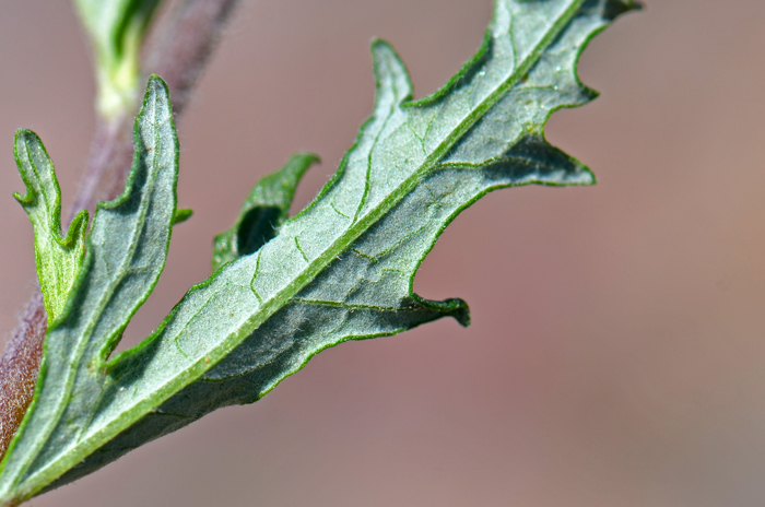 Hollyleaf Bursage has grayish-green to white leaves, which are attached to the branches with a very small leaf stalk (petiole) (sub-sessile). Note: bottom side of leaves lighter, almost white, than the top-side. Leaves are lanceolate and margins irregularly lobed and toothed. Ambrosia eriocentra 